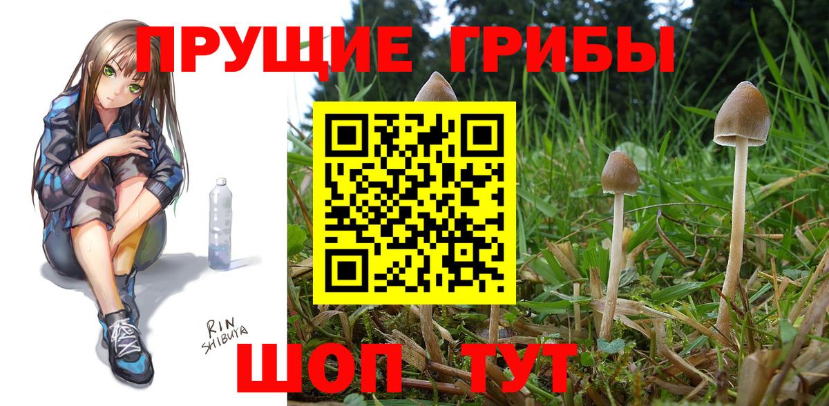 Галлюциногенные грибы Psilocybine cubensis Апрелевка